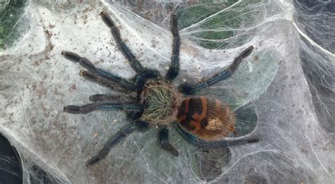 pinchers and pokies|Tarantulas for sale, Scorpions for Sale .
